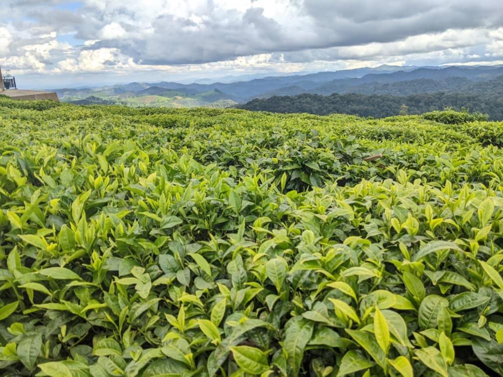 Nyungwe Village Kitabi المظهر الخارجي الصورة
